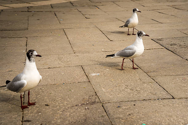 istock Seagull in Venice, Italy. 473475898