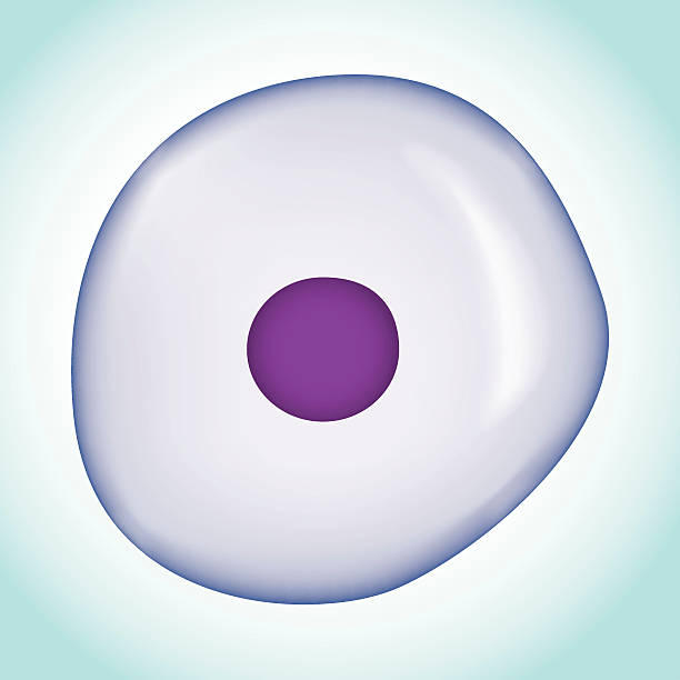 illustrazioni stock, clip art, cartoni animati e icone di tendenza di icona che rappresenta una cella, ovum, virus di microscopiche isolato - egg cell