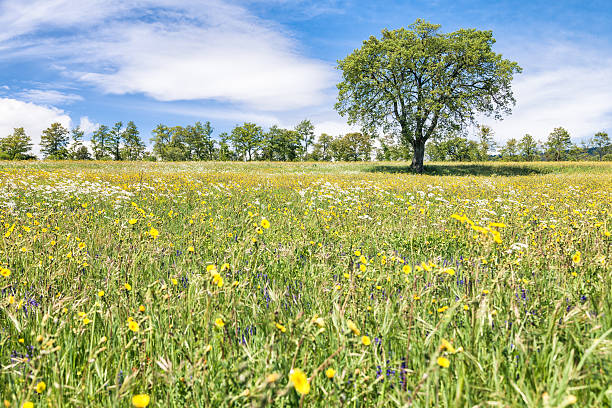 Colorful Tuscany field with lonely tree (Val D'orcia, Italy).