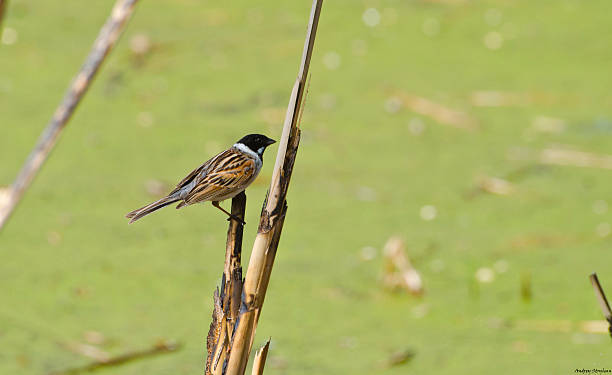 istock Emberiza schoeniclus 473483482