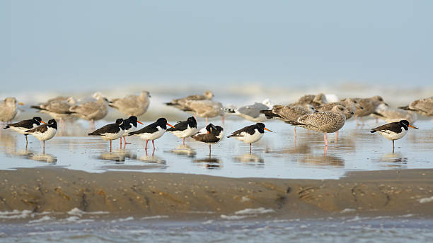 조르기 of 유라시아검은머리물떼새 (Haematopus ostralegus), 시걸 (Laridae) 스톡 사진