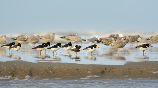 A flock of Eurasian Oystercatcher (Haematopus ostralegus) and Seagull (Laridae) perching on the beach.