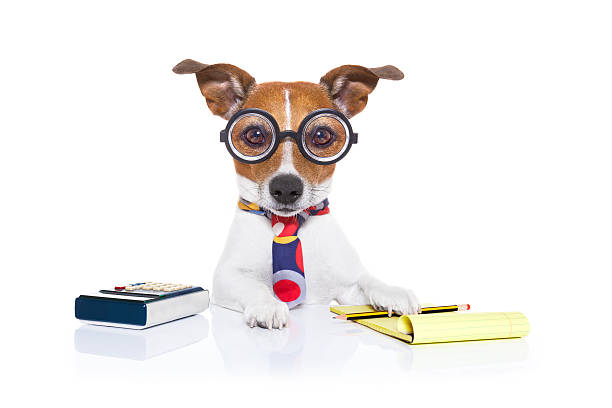 секретарь бухгалтер собака - humor book fun human age стоковые фото и изображения
