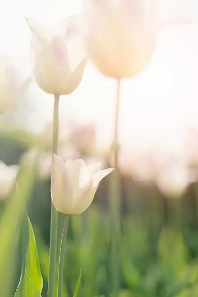 Photo of white tulip blossom in backlit in spring in highkey
