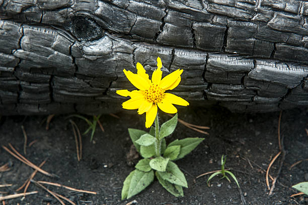 Yellow Flower after the fire
