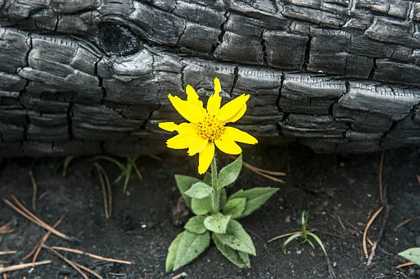 A yellow wildflower grows in the ashes after a forest fire.