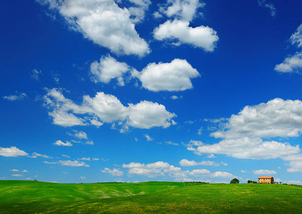 Green hills covered with weath on a sunny spring day. Location: Tuscany, Italy