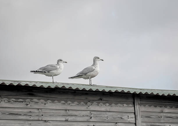 two seagulls on a tin roof 