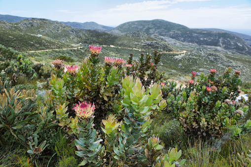 King protea flower (Protea cynaroides) in South Africa