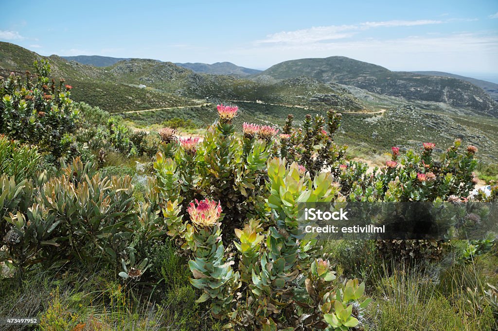 Protea King protea flower (Protea cynaroides) in South Africa Protea Stock Photo