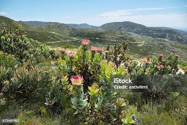 Protea Stock Photo - Download Image Now - Protea, King - Royal Person, 2015