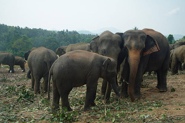 istock Elephants in Kandy, Sri Lanka 473498880