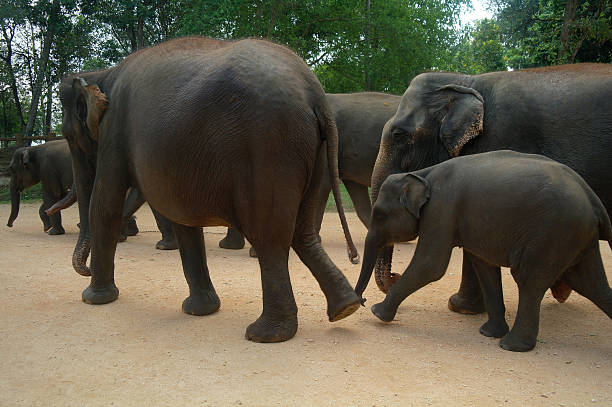 istock Elephants in Kandy, Sri Lanka 473498896