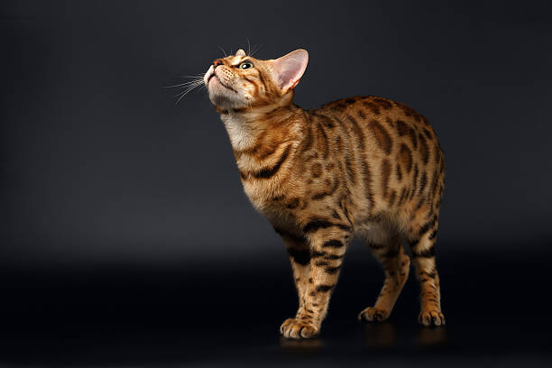 istock Bengal Cat Looking up on Black background 473499346