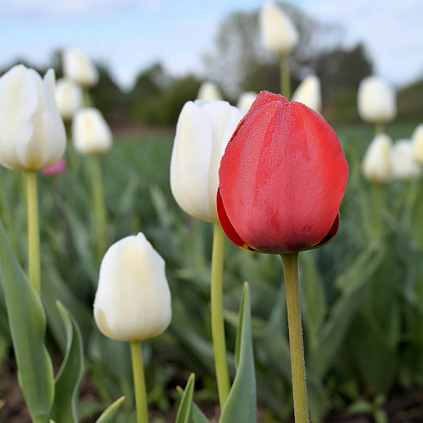 istock Tulips on a tulip field 473501706