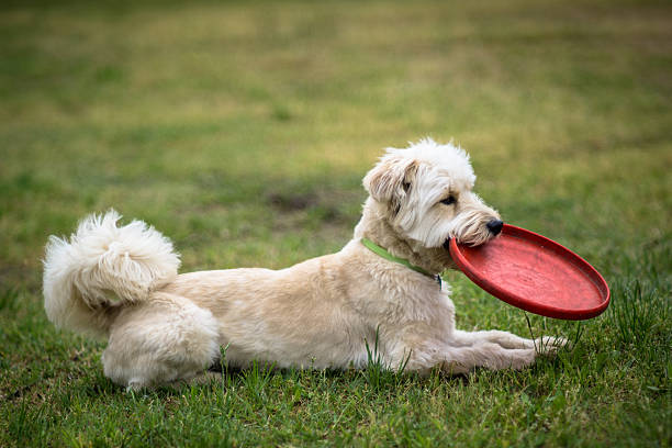istock White dog waiting to play 473502404