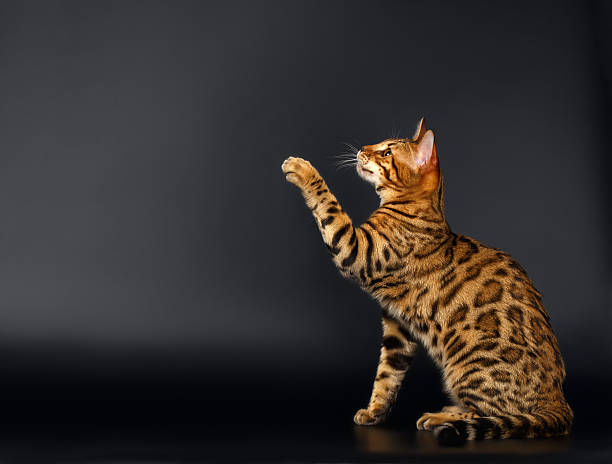 istock Bengal Cat Raising up Paw on Black background 473502420