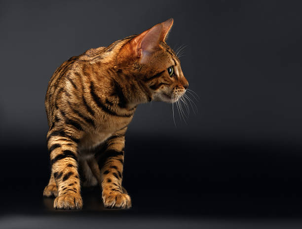 istock Bengal Cat Looking at Right on Black background 473502422