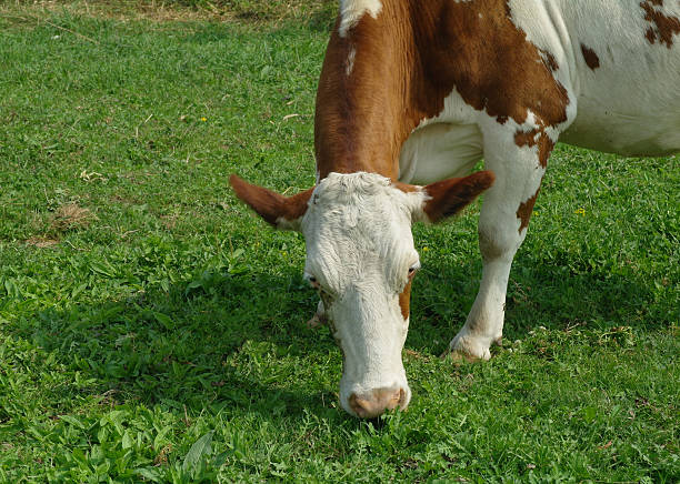 istock Cows grazing in fresh pastures 473502572