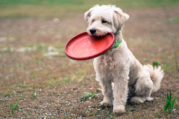 istock White dog and red frisbee 473502708