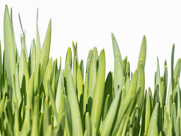 istock Narcissus grass on a white background 473502724