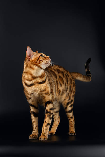 istock Bengal Cat Curious Looking back on Black background 473502886