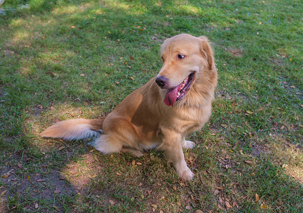 istock Retriever Sitting in the Garden 473503096