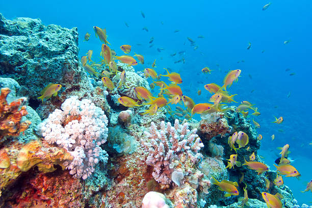 แนวปะการังที่มีสันดอนของปลา scalefin anthias ใต้น้ํา - ปลากะรังจิ๋ว ปลาเขตร้อน ภาพสต็อก ภาพถ่ายและรูปภาพปลอดค่าลิขสิทธิ์
