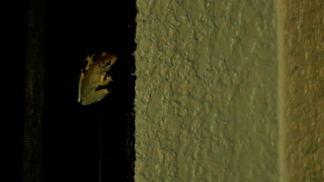 Tree frog at night inside of porch