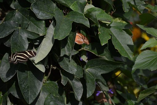 Pair of differnent species of butterflies in bushes