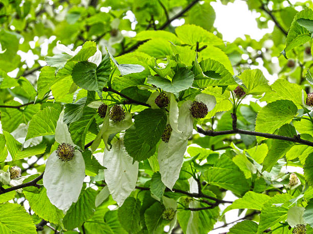 davidia involucrata 또는 손수건 트리 - tupelo tree 뉴스 사진 이미지