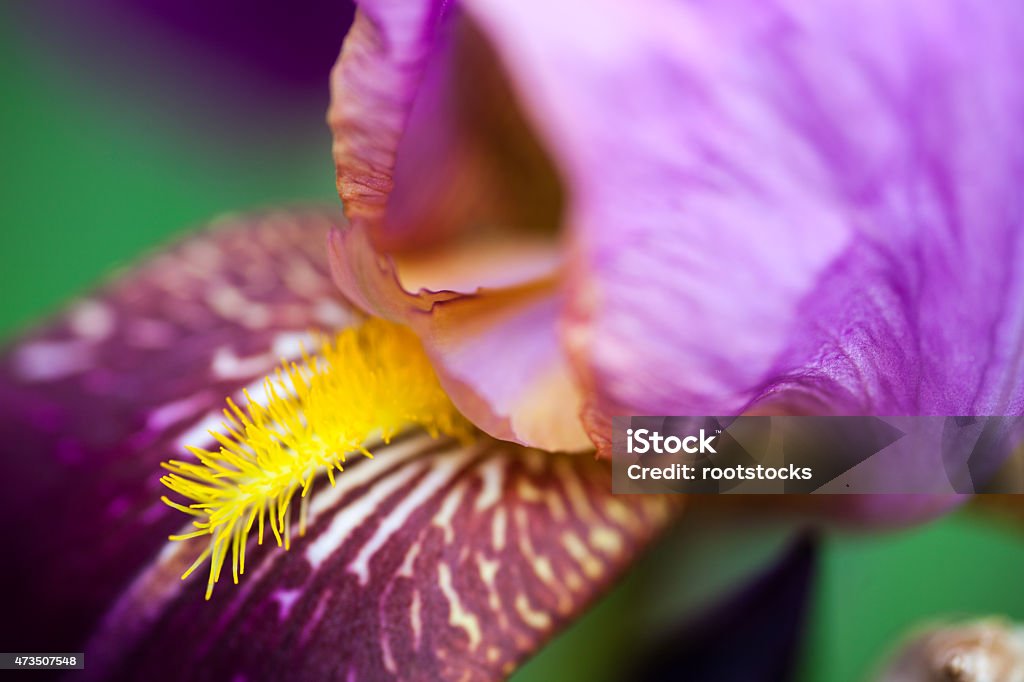 Iris flower Close up of the beautiful iris flower. 2015 Stock Photo