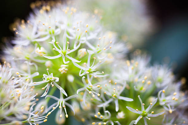 istock Blooming white ornamental onion (Allium) 473507572