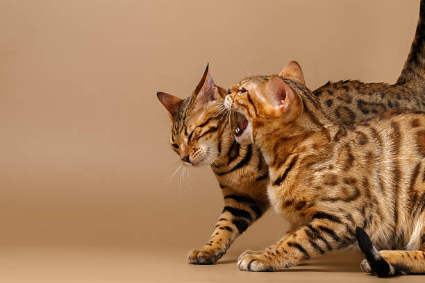 istock Two Bengal Cats Hissing 473507582