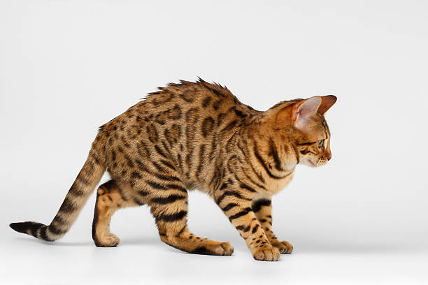 istock Bengal Cat walking on White background 473507604