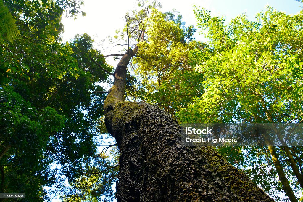 Thall Tree Tall Tree Stock Photo - Download Image Now - 2015, Branch - Plant Part ...
