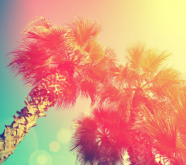 istock Vintage frame with tropic palm trees against sky 473508602