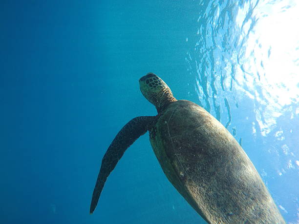 Hawaiian Sea Turtle Underwater stock photo