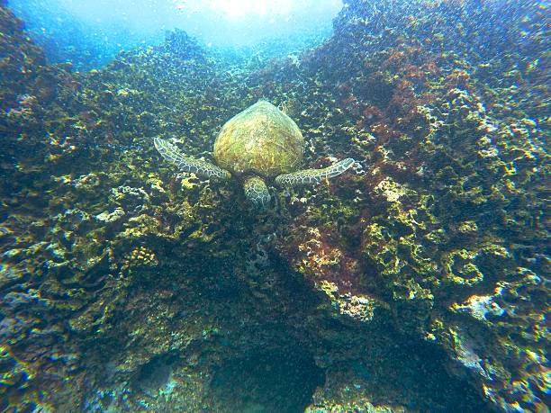 Hawaii Sea Turtle Underwater stock photo