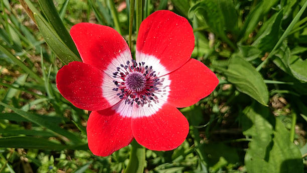 Anemone of caen Red Anemone de caen or Anemone coronaria also known as poppy anemone, and Spanish marigold caen photos stock pictures, royalty-free photos & images