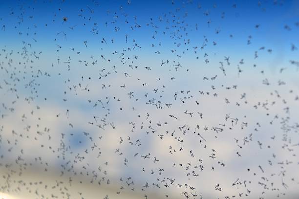 istock Snow in the sky 473509826