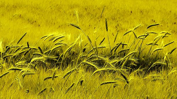 グリーンフィールドの若い小麦 - マサチューセッツ州 グリーンフィールド ストックフォトと画像