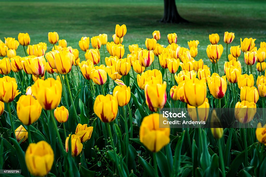 Tulipano giallo e rosso - Foto stock royalty-free di 2015