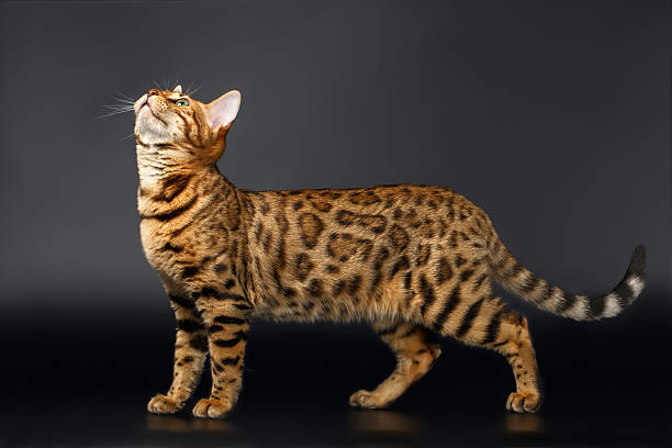 istock Bengal Cat Looking up on Black background 473513632