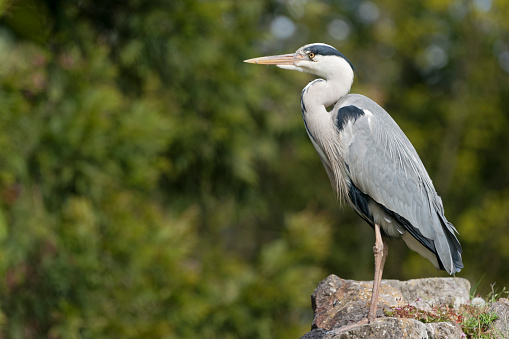 Grey heron's hunt for fish but will also take ducklings and goslings