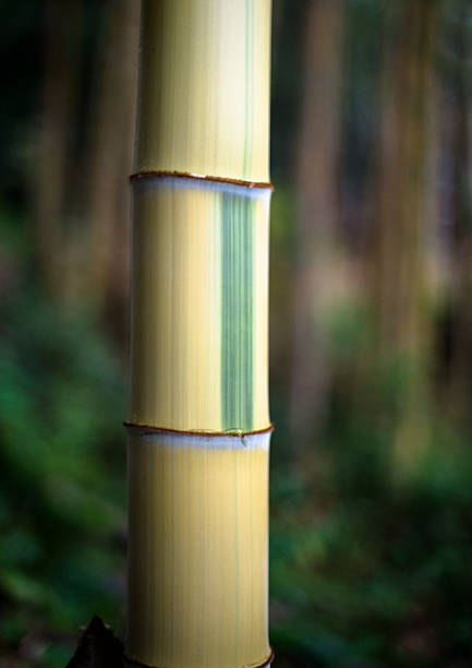 istock Meng Zongzhu 473516282