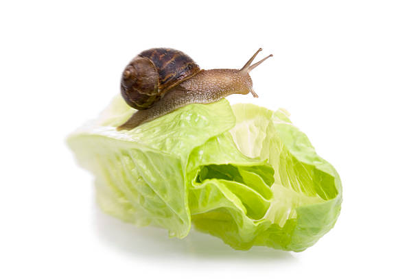 A Garden snail moving on top of a lettuce; in front of a white background.