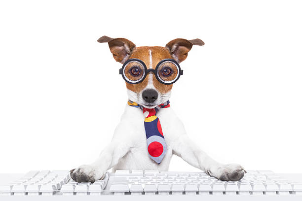 istock Dog sitting at keyboard with glasses on 473517798