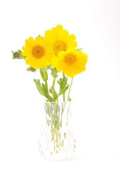 istock golden daisy on a blue background 473517970
