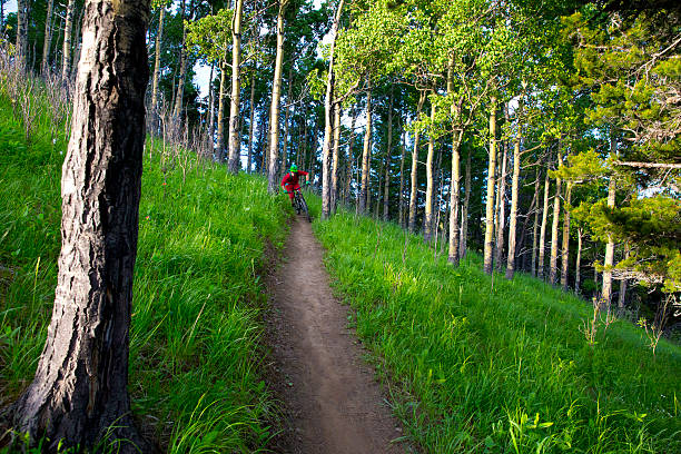 cross country ciclismo de montaña - usa action adventure aspen tree fotografías e imágenes de stock